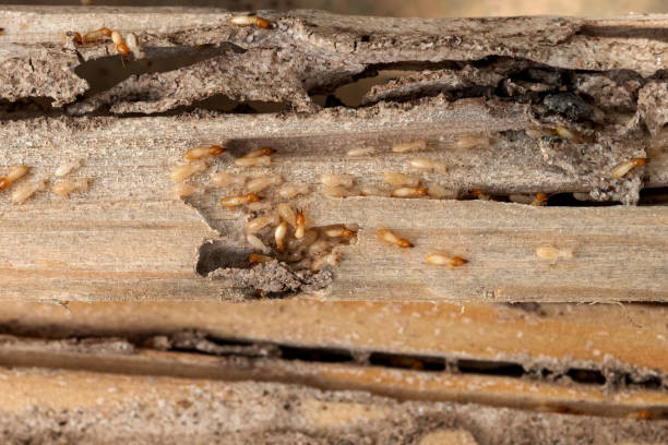 Wildlife Control Services in Urbana, IA
